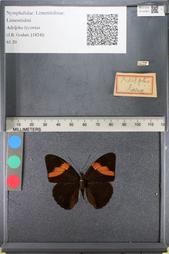 Media type: image;   Entomology 140967